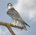 Балобан фото (Falco cherrug) - изображение №729 onbird.ru.<br>Источник: birdfreak.com